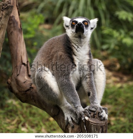 Ring-tailed lemur sitting on the tree 