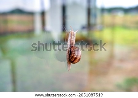 Snail climbing on the terrace window in the house, view from the yard. Royalty-Free Stock Photo #2051087519
