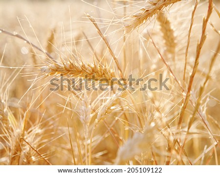 Close up detail view of a field of wheat crops growing in abundance and health in the sunshine of summer. Healthy farming crop fields bathed in golden sun light, outdoors nature.