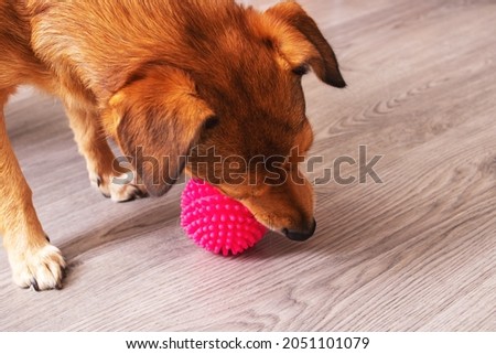 Dog playing with a ball in the house close up