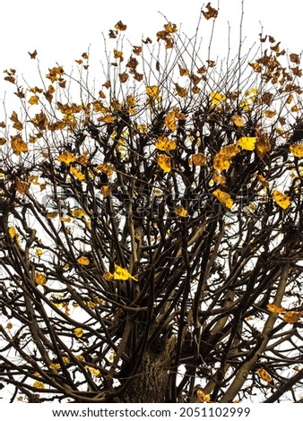 golden leaves on dark branches on a white background