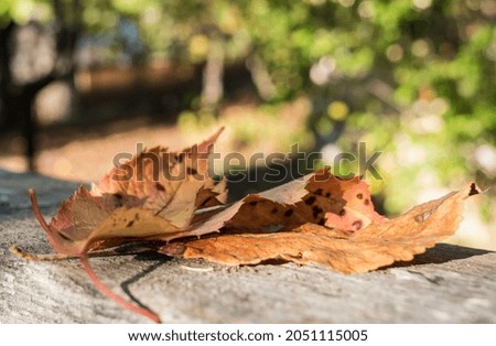 Close up of falling yellow orange leaves. Colorful autumn dried leaves and beautiful bokeh