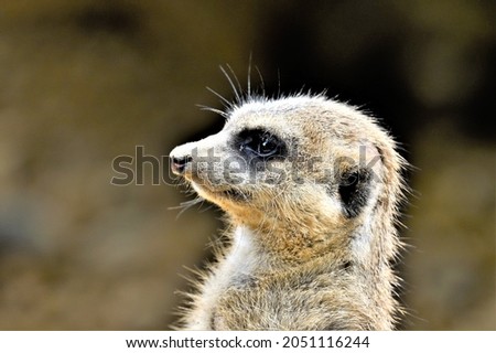 This animal is called a meerkat