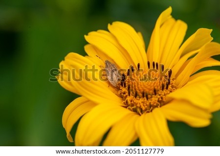 a beetle and a beautiful heliopsis blooms beautifully on the lawn