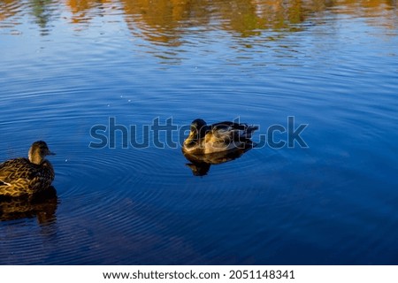 Swimming ducks in the lake