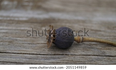 Poppy on a wooden board beautiful picture
