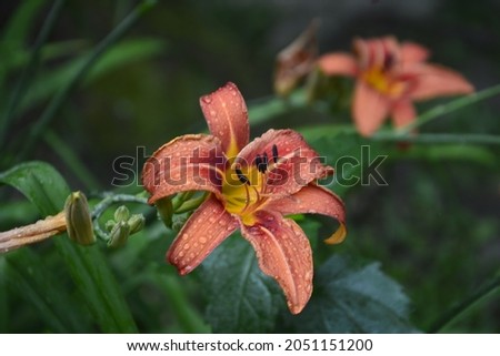 yellow daylily flowers on a background of dark green foliage.Flowers with raindrops. Dew on large orange flowers