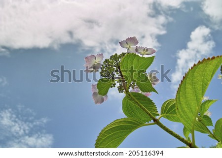 An Image of Sky And Hydrangea