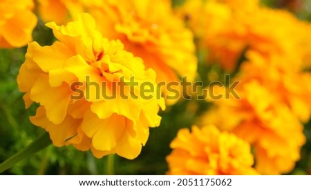 Yellow flower of marigolds in the garden, close-up, background. Mexican marigolds, Tagetes erecta, African marigolds, Aztec marigolds close up. Blossoming yellow flower, background.