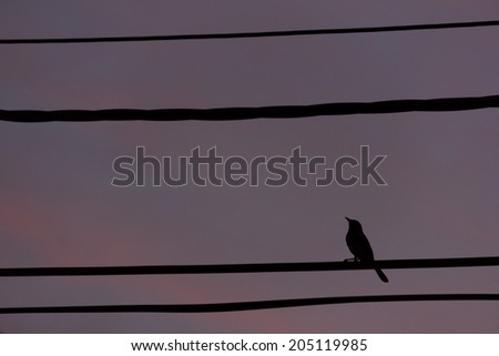 silhouette bird perch on cable line at sunset time