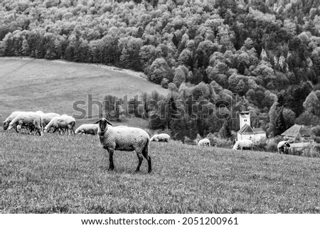 sheep grazing in a mountain meadow, a black and white photograph, a church and a small village in the background, under the mountains, by the forest