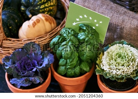Healthy vegetarian ingredients for cooking. Various clean vegetables, herbs in pots. Products from the market without plastic. Basilic and cabbage. High quality photo Royalty-Free Stock Photo #2051204360