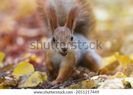 Funny fluffy squirrel with nut in teeth on a ground covered with colorful leaves on magical autumn background.The face of a squirrel with tufted ears and black eyes close-up.Wild animals in forest