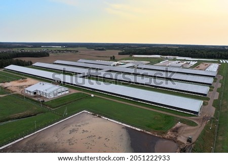Farm building with cows and pigs in the village, aerial view. Cowshed near agriculture field. Production of milk and Animal husbandry. Cow Dairy. Farm animals and Agronomy. Farm of cattle.