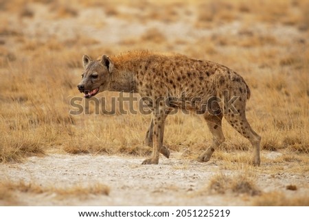 Spotted Hyena - Crocuta crocuta after meals walking in the park. Beautiful sunset or sunrise in Amboseli in Kenya, scavenger in the savanna, sandy and dusty place with the grass. Royalty-Free Stock Photo #2051225219