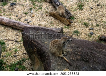 A high angle shot of meerkats in a park