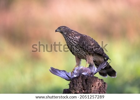 The northern goshawk is a medium-large raptor in the family Accipitridae, which also includes other extant diurnal raptors, such as eagles, buzzards and harriers.  Royalty-Free Stock Photo #2051257289