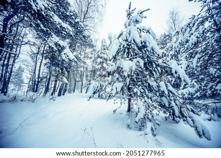 A beautiful view of the evergreen trees covered in white thick snow in the woods during winter