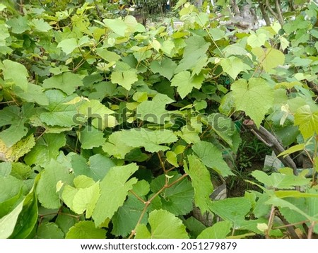green colored grape tree stock on farm for harvest and sell