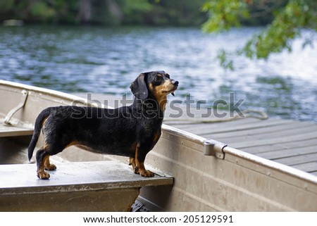 Small, short hair dachshund standing in aluminum rowboat with foliage & lake in the background