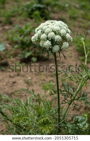 white carrot flowers are in bloom during the growing season