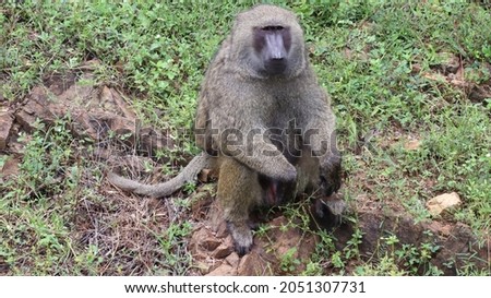 Baboons faces feature a long nose and powerful jaws