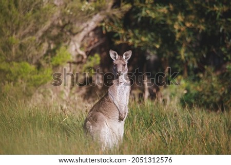Eastern Grey kangaroo at a caravan park.