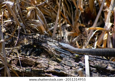 Northern water snake at Kensington Metropark. Taken during spring season in mating season. Pictured in a bog off Kent Lake. 