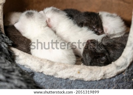 Funny Sleeping Litter of Cute Newborn Kittens