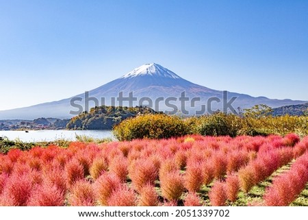 Bassia scoparia and Mount Fuji in Japan. Royalty-Free Stock Photo #2051339702