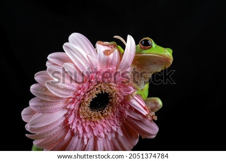 The white-lipped tree frog peeking through the chrysanthemum petals