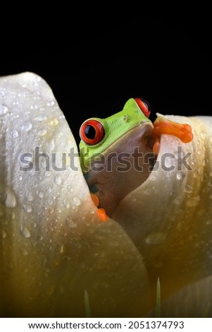 The red-eyed tree frog peeking through the lily petals