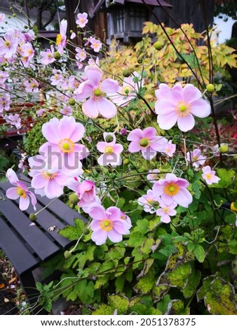 Cute pink flowers in Hokkaido