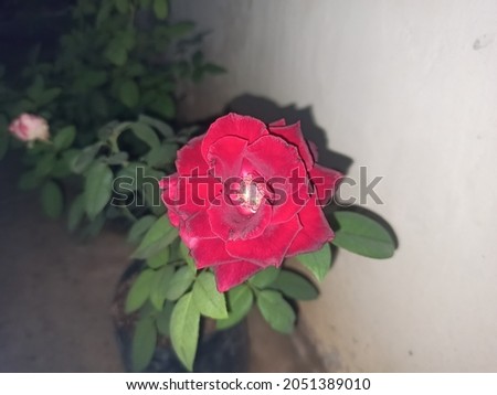 Red roses are blooming, night pictures