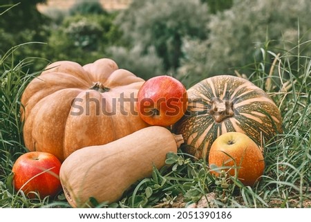 Autumn harvest. Different types of ripe pumpkins and red apples on green grass in autumn garden. Thanksgiving and Halloween background.