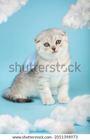Portrait of a Scottish kitten with a funny facial expression wearing blue angel wings on his back. Cat with yellow eyes sits on a blue background between the clouds and looks at the camera.
