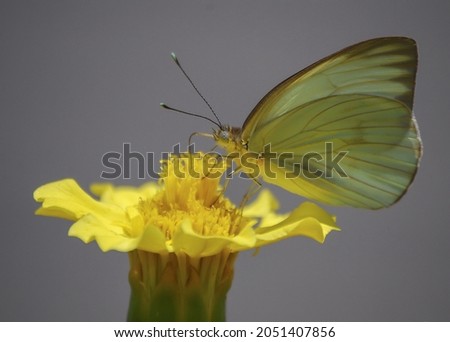 A beautiful greenish-yellow butterfly Lemongrass or Krusinnitsa on a yellow flower