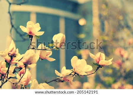 Magnolia flower in city park with skyscraper on  background. Vintage colors photo 
