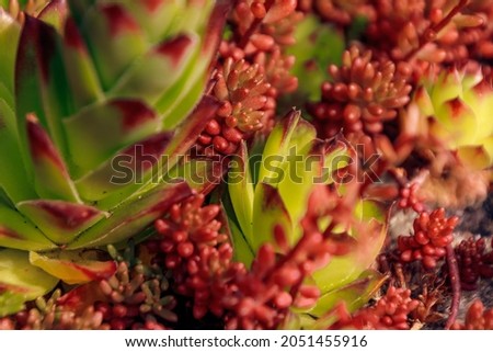A closeup shot of jelly bean plants on a blurred background
