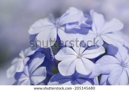 Cluster of Cape Leadwort flower with soft background.
