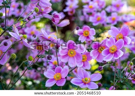 Beautiful anemone hupehensis blossom in garden. Royalty-Free Stock Photo #2051468510