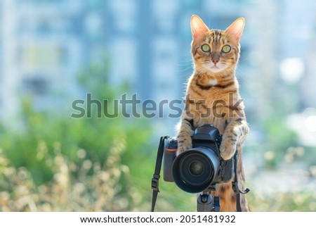 Cat photographer takes a picture on a camera with a tripod outdoors.