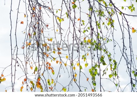 Branches of a weeping birch tree against the bright sky. Autumn golden birch leaves