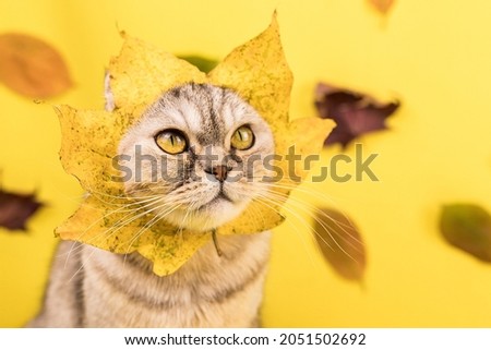 Funny face of a cat in a maple leaf on a yellow background looks at the falling autumn foliage. Colorful autumn leaves on the background of a cat. Golden autumn.