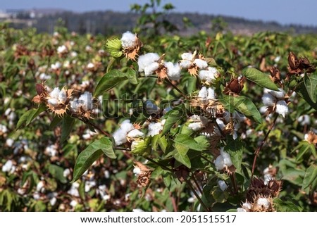 View of an agricultural cotton field. Seeds wrapped in white fluffy cotton wool. Israel