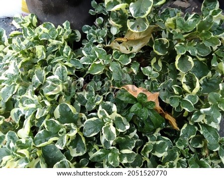 Green leaves plant in tree garden, stock photo