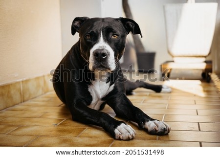 Photo of a cute black and white pitbull terrier dog laying on the balcony floor and looking at the viewer with its orange eyes. Relaxed and peaceful. Royalty-Free Stock Photo #2051531498
