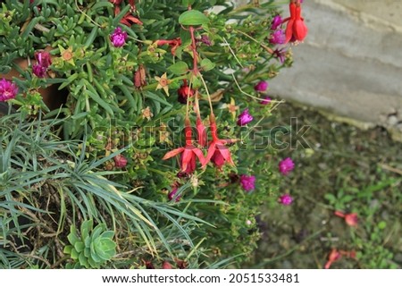 fuchsia magellanica plant flower photo