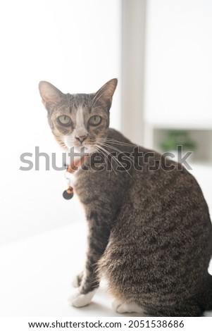 Happy tabby cat lovely comfortable Stay home with cat in the room. Cat Eyes Looking.