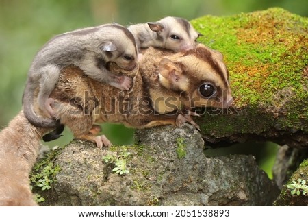 A mother sugar glider is looking for food while holding her two babies. Royalty-Free Stock Photo #2051538893